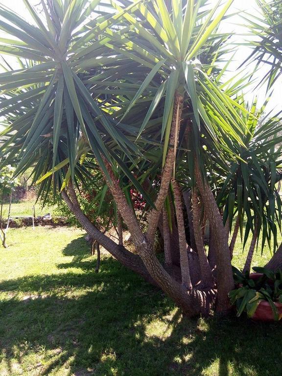 Bed And Breakfast Li Paduli Alvi Cannigione Εξωτερικό φωτογραφία