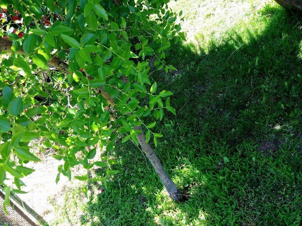 Bed And Breakfast Li Paduli Alvi Cannigione Εξωτερικό φωτογραφία